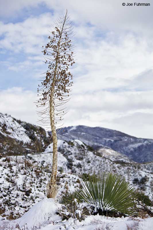 San Gabriel Mtns.Angeles National Forest, CA De.c 2012