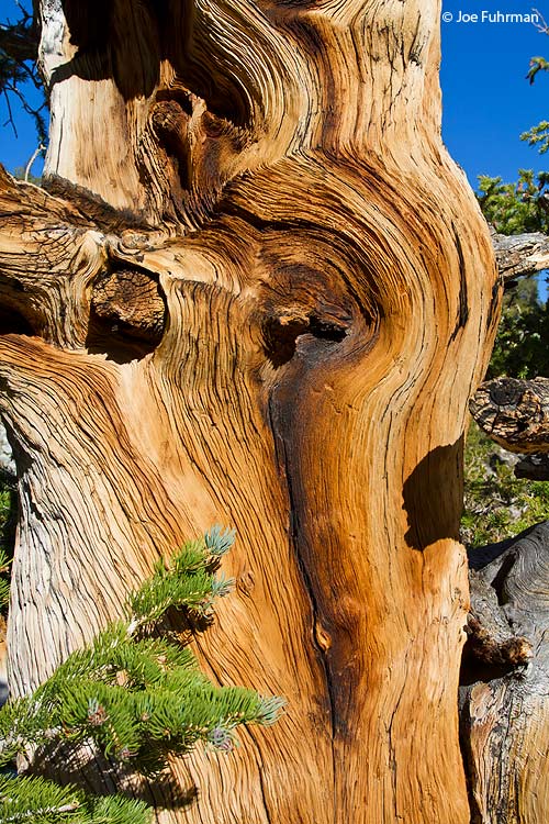 Bristlecone Pine Great Basin National Park, NV Sept. 2011