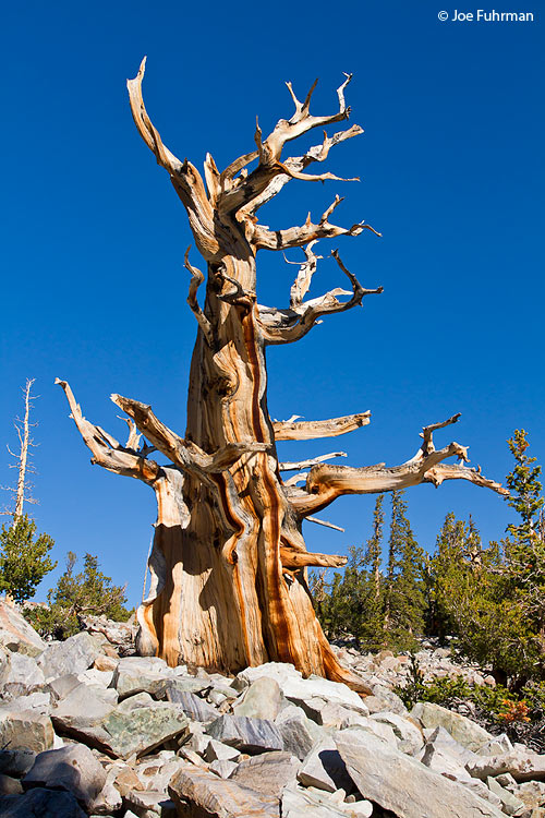 Bristlecone Pine Great Basin National Park, NV Sept. 2011