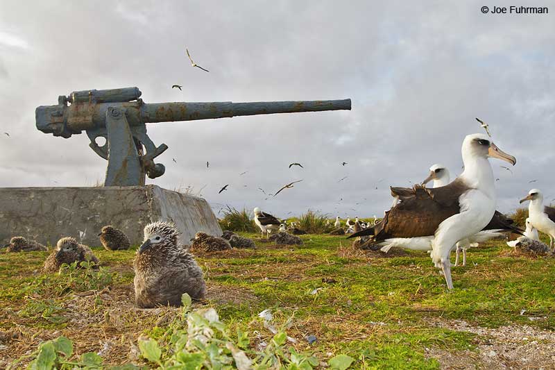 Eastern Island/Midway Atoll, HA March 2010