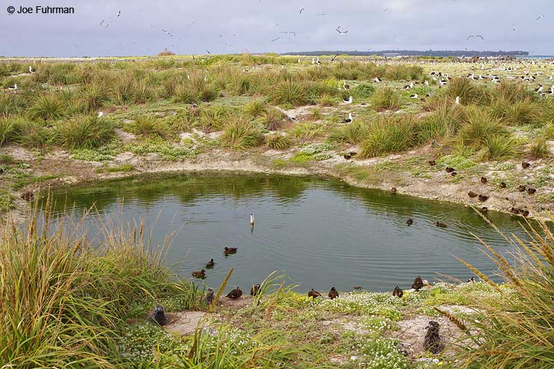 Laysan Duck-artificial pond on Eastern Island Midway Atoll, HA March 2010