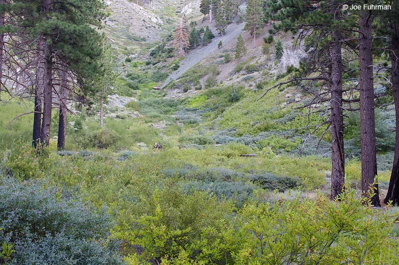 Lupine CampgroundAngeles N.F. Aug. 2010