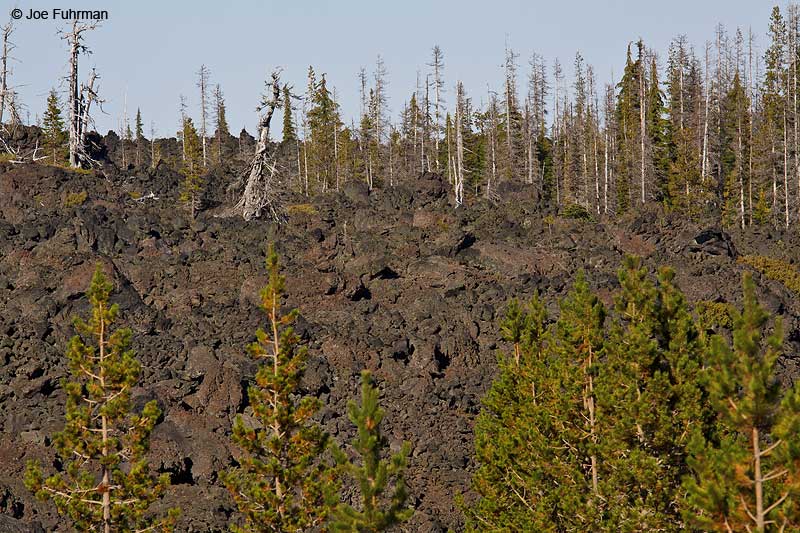 Lava flow along Hwy 242 in Cascade Mtns. Deschutes Co., OR   September 2009