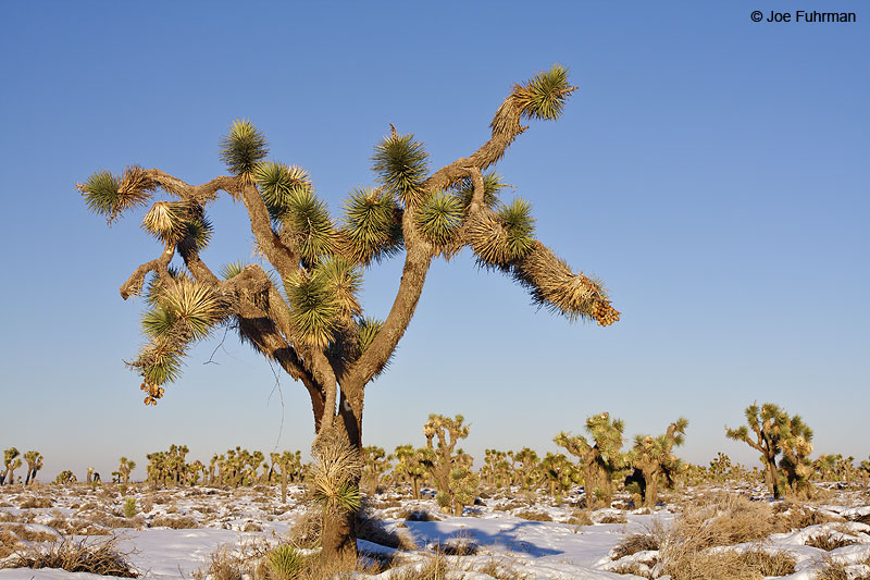 Joshua Trees in Palmdale/Antelope Valley L.A. Co., CA December 2008