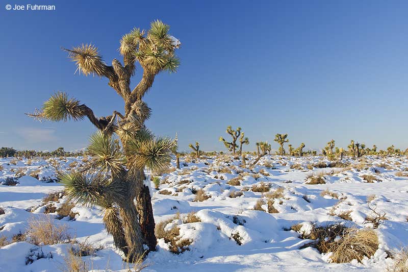 Joshua Trees in Palmdale/Antelope Valley L.A. Co., CA December 2008