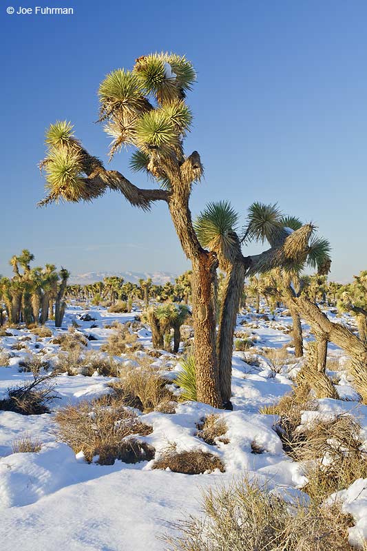 Joshua Trees in Palmdale/Antelope Valley L.A. Co., CA December 2008