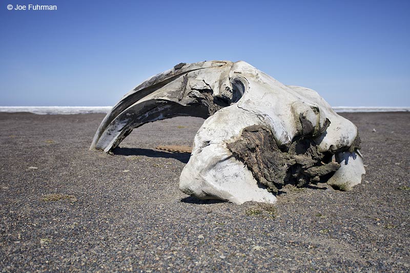 Whale skull along road to Pt. Barrow Barrow, AK June 2012