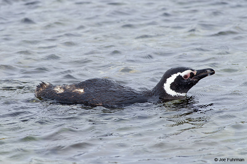 Magellanic Penguin Carcass Island, Falkland Islands     Nov. 2010