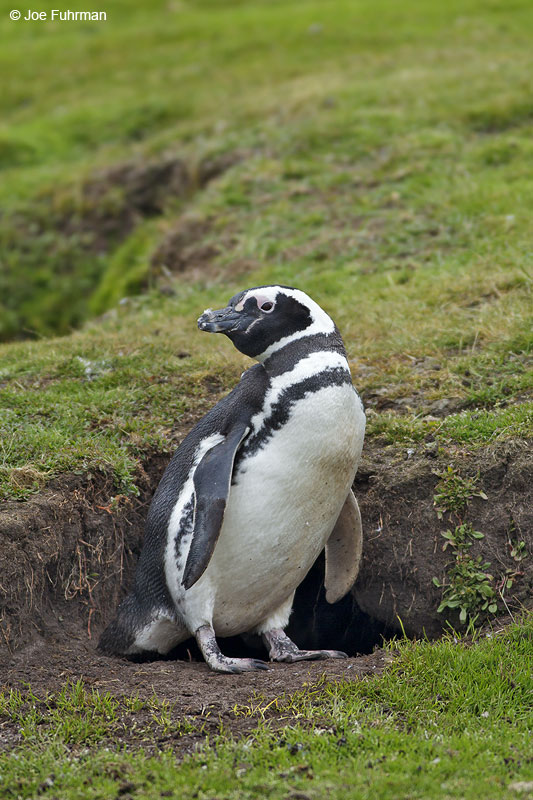 Magellanic Penguin Saunders Island, Falkland Islands     Nov. 2010