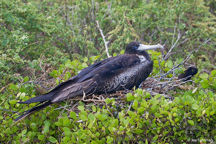 Magnificent Frigatebird Galapagos Islands, Ecuador December 2005