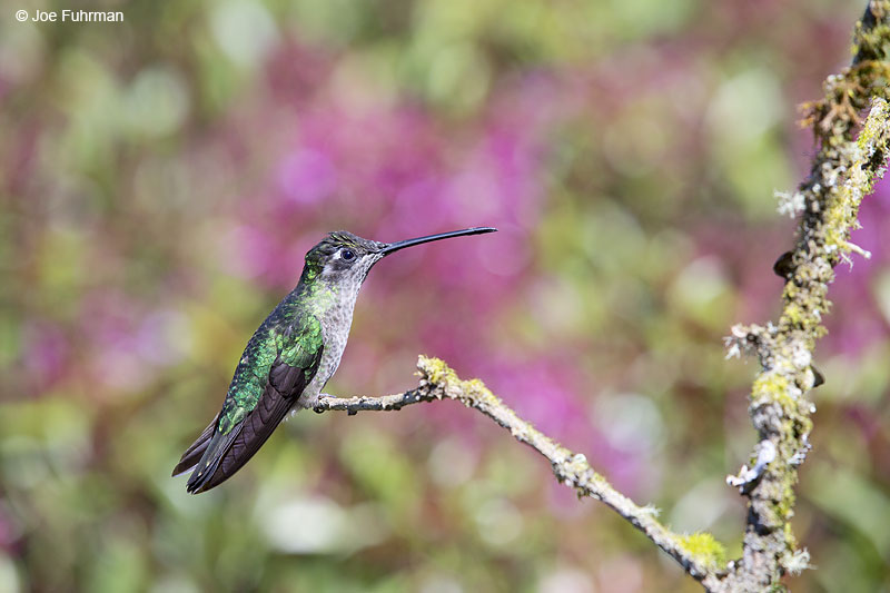 Magnificent Hummingbird Paraiso Quetzal Lodge, Costa Rica   Jan. 2014