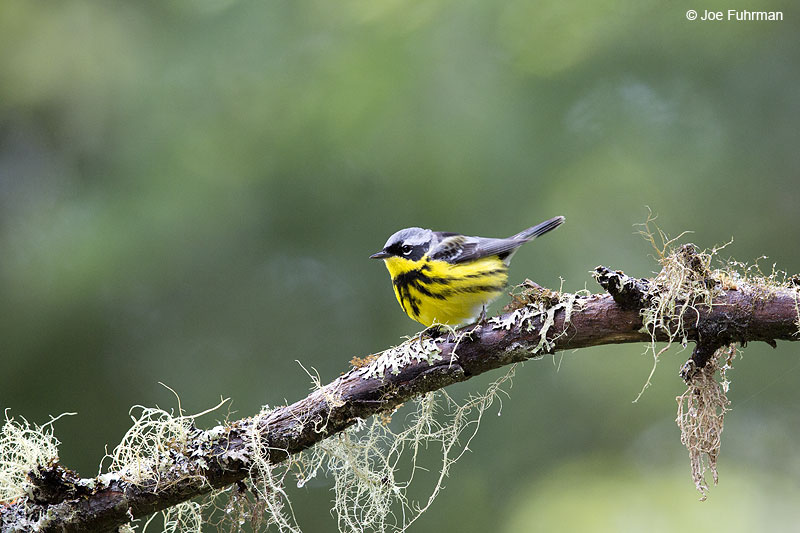 Magnolia Warbler Piscataquis Co., ME May 2013
