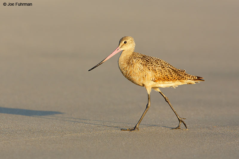 Marbled Godwit L.A. Co., CA August 2015