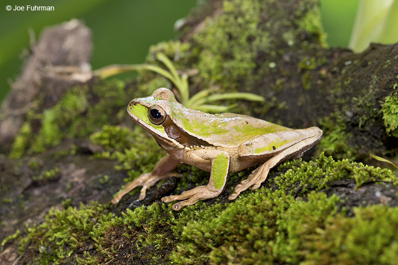 Masked_Tree_Frog_16A4630