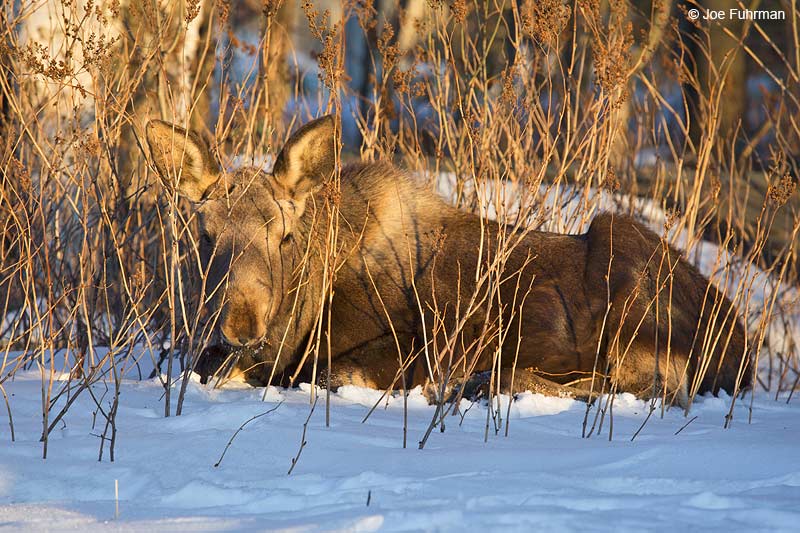 Moose juv. Anchorage, AK March 2014