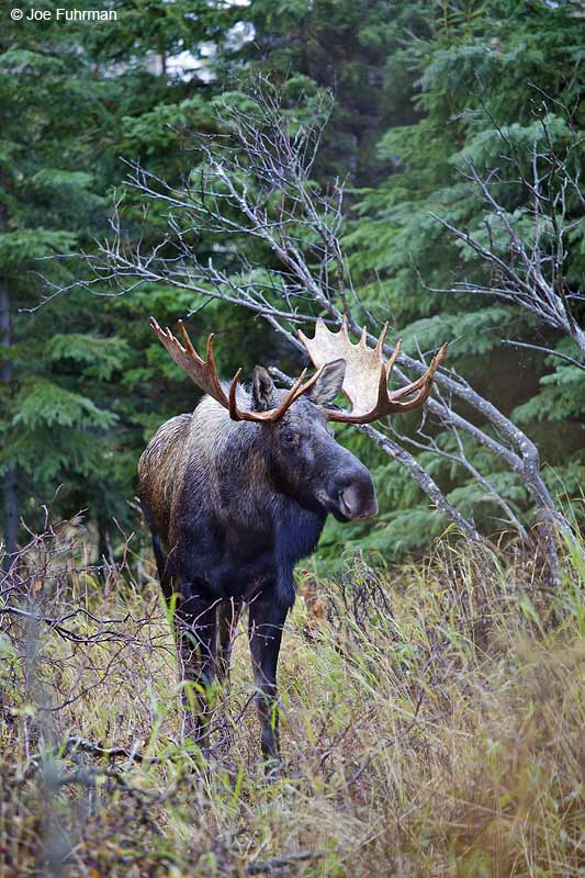 Moose Anchorage, AK Oct. 2012