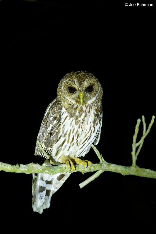 Mottled Owl Jalisco, Mexico April 2015