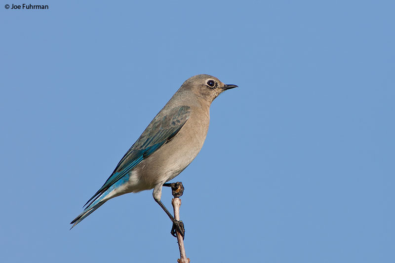 Mountain Bluebird femaleL.A. Co., CA February 2007