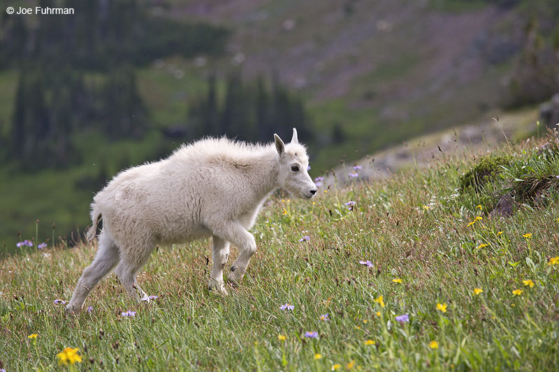 Mountain Goat Glacier National Park, MT   Aug. 2014