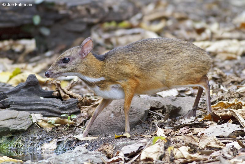 Mouse Deer Thailand   February 2012