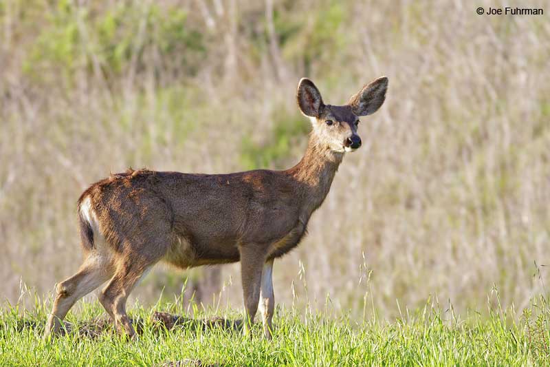 Mule Deer L.A. Co., CA Jan. 2011