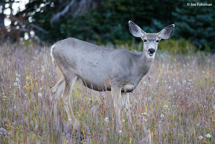Mule Deer Cedar Breaks National Monument, UT Sept. 2011