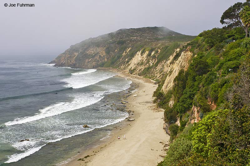 Pt. Dume Malibu L.A. Co., CA June 2006