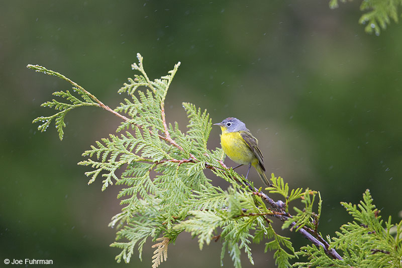 Nashville Warbler Piscataquis Co., ME May 2013