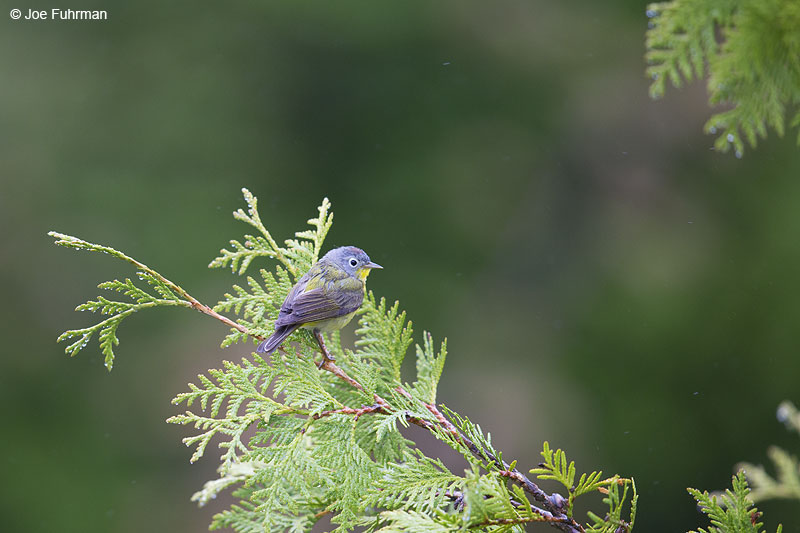 Nashville Warbler Piscataquis Co., ME May 2013