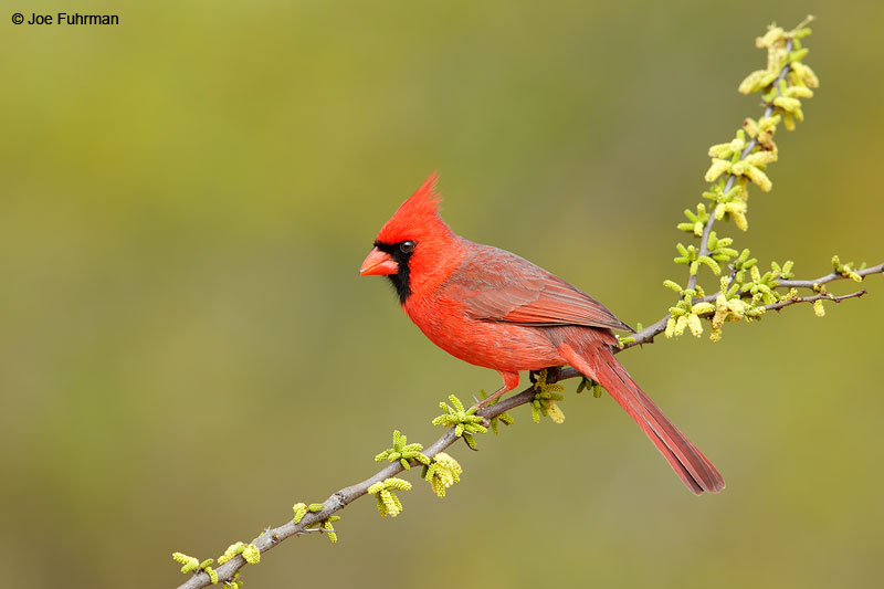 Northern CardinalStarr Co., TX March 2015