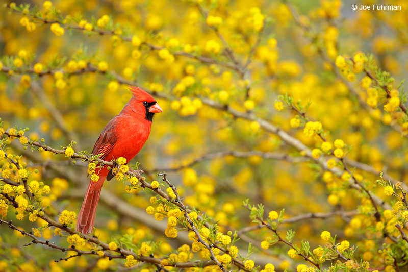 Northern Cardinal Starr Co., TX March 2015
