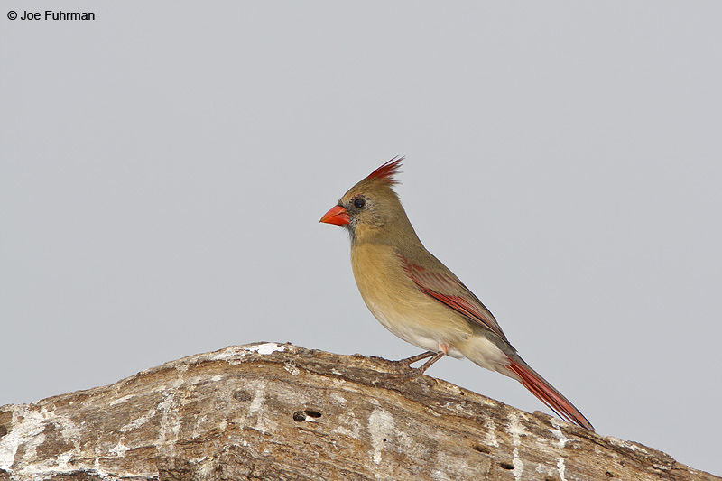 Northern Cardinal-female HIdalgo Co., TX November 2008
