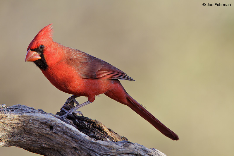 Northern Cardinal male Santa Cruz Co., AZ April 2010