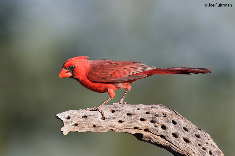 Northern Cardinal Pima Co., AZ May 2011