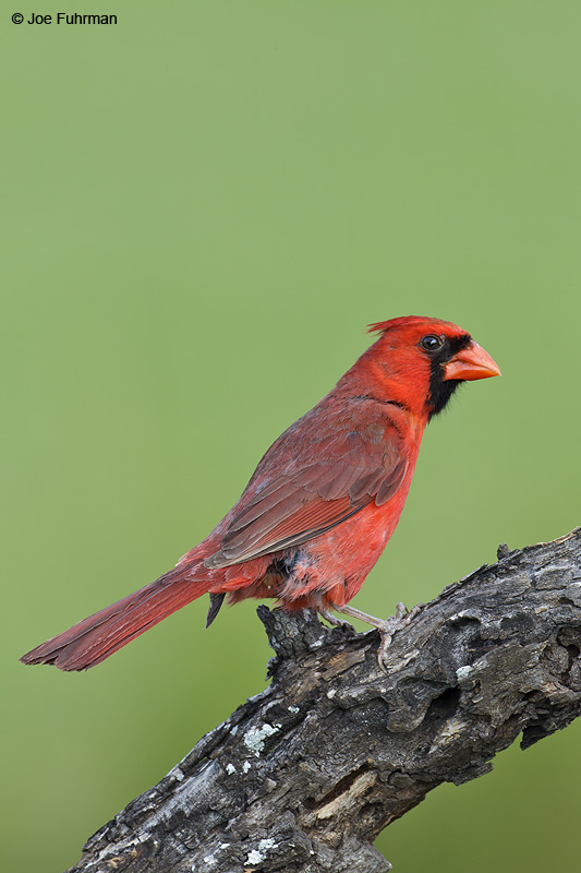 Northern Cardinal male Hidalgo Co., TX April 2012