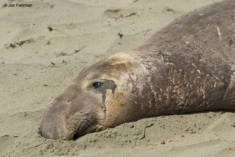 Northern Elephant Seal San Luis Obispo Co., CA   March 2014