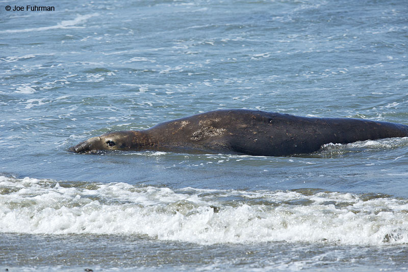 Northern Elephant Seal San Luis Obispo Co., CA   March 2014
