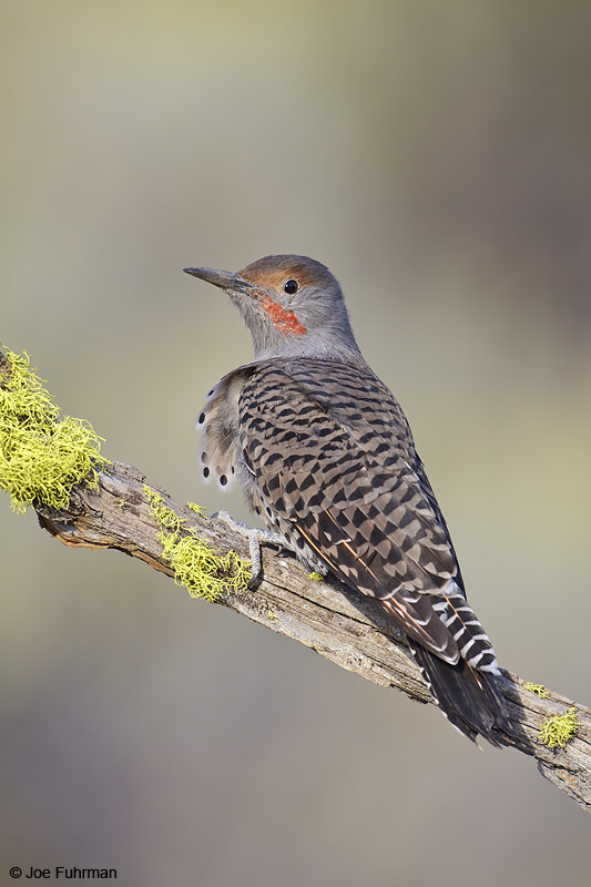 Northern Flicker male Lake Co., OR September 2009