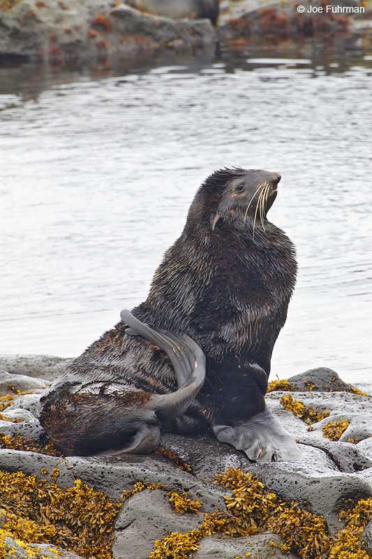 Northern Fur Seal St. Paul Island, AK   Aug. 2010