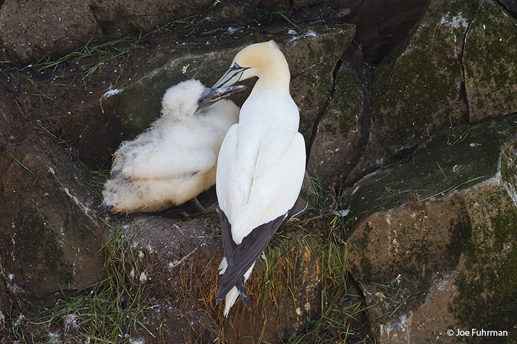 Northern Gannet Cape St. Mary's, Newfoundland,  Canada    August 2011