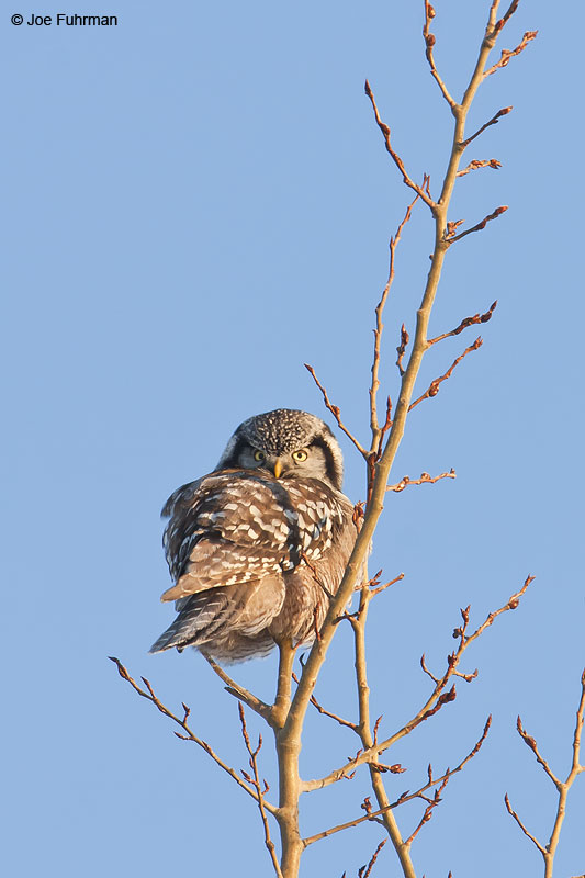 Northern Hawk Owl Ottawa, Ontario, Canada February 2009