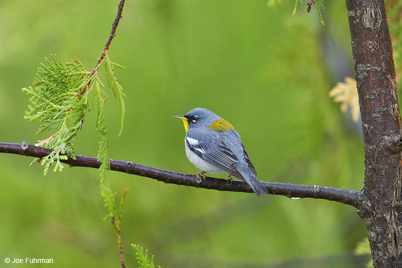 Northern Parula Piscataquis Co., ME   May 2013