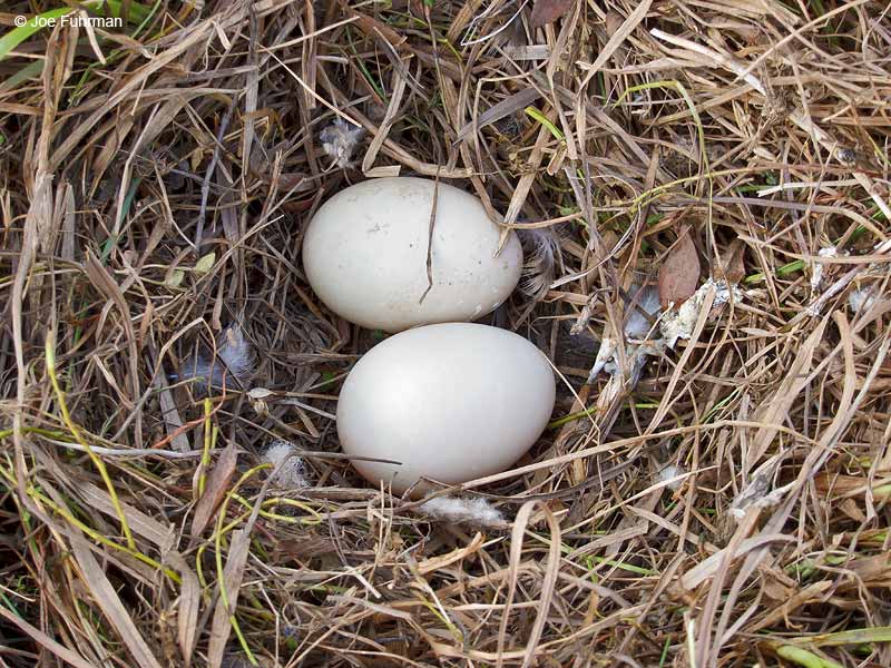 Northern Pintail nest Barrow, AK June 2012