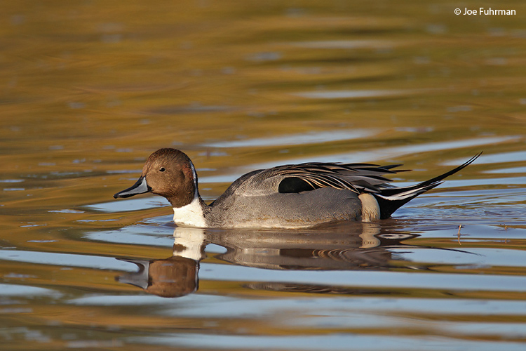 Northern_Pintail_W0G6030