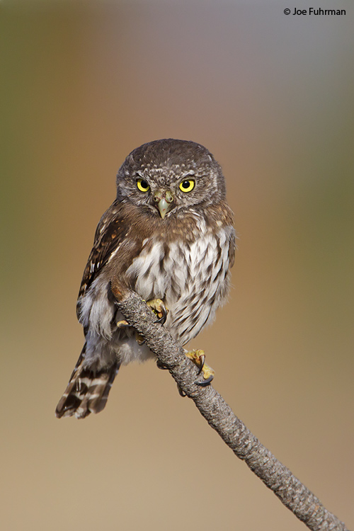 Northern Pygmy-Owl Lake Co., OR   September 2009