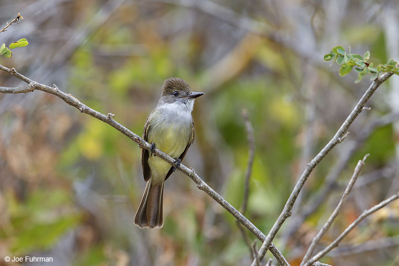 Nutting's Flycatcher Mayto, Jal., Mexico March 2013