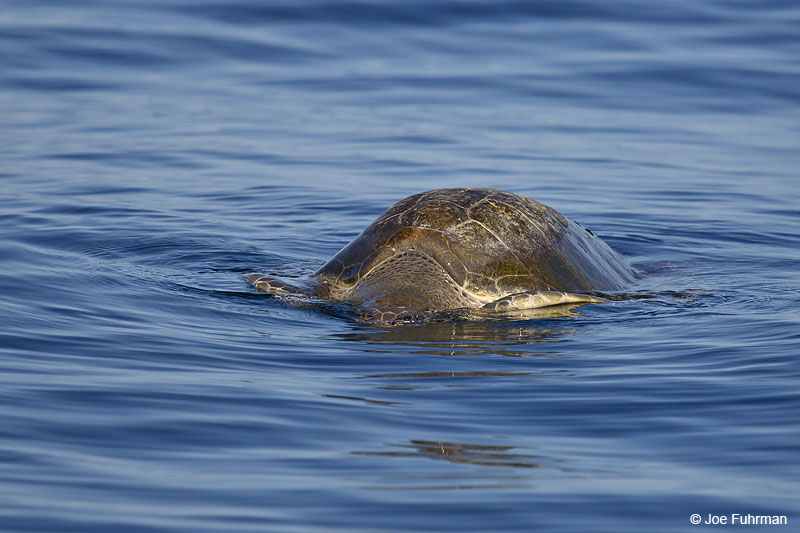 Olive Ridley Sea TurtleNay., Mexico   March 2013