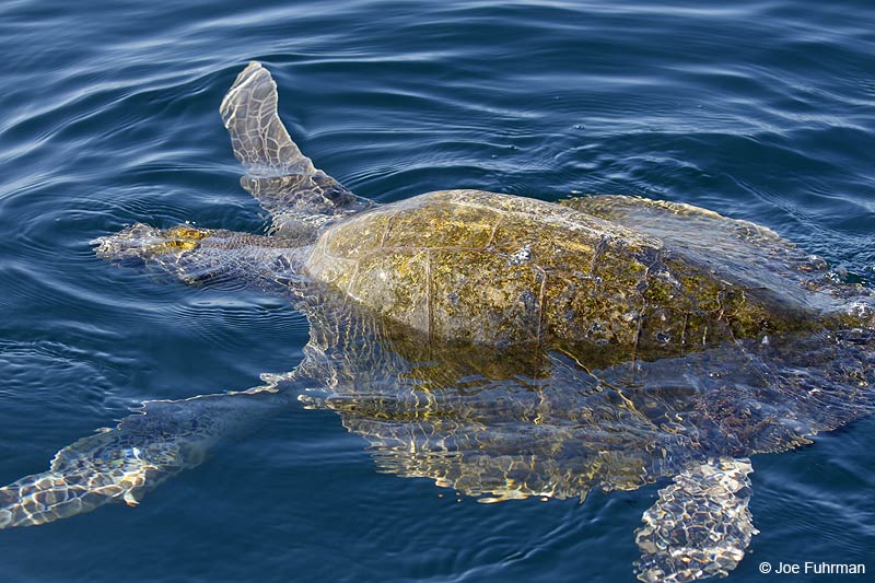 Olive Ridley Sea Turtle Nay., Mexico   March 2013