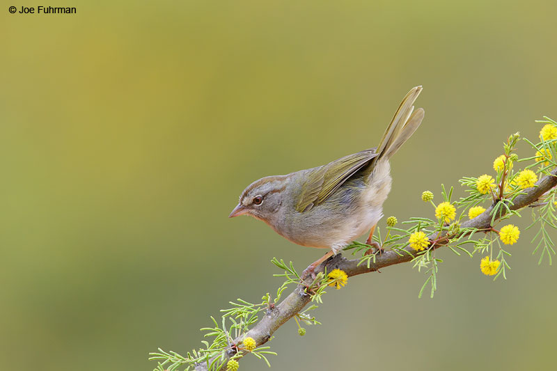 Olive Sparrow Starr Co., TX   March 2015