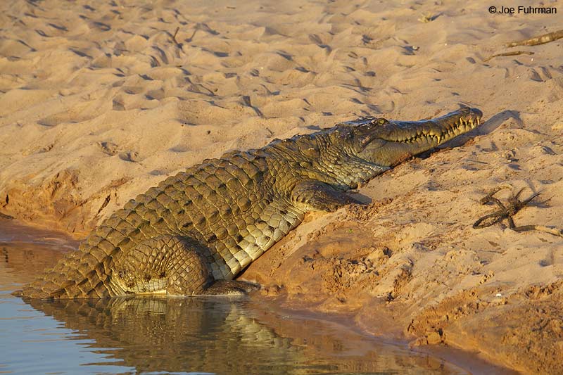 Orinoco Crocodile Hato El Cedral, Venezuela   February 2009